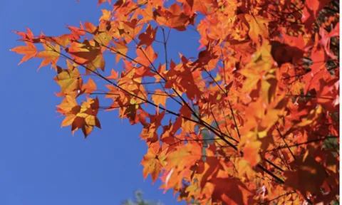 Xứ Đài mùa thu đông - Thiên đường cho người yêu hoa