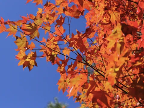 Xứ Đài mùa thu đông - Thiên đường cho người yêu hoa